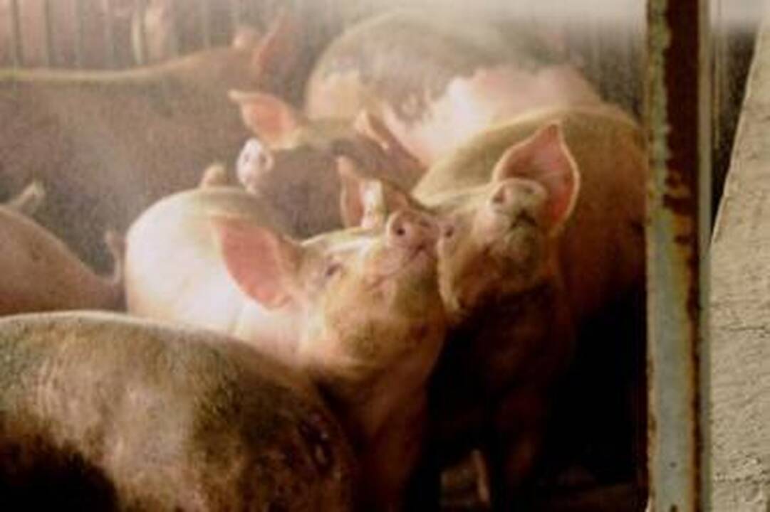 Kiaulių fermose paskelbta ypatingoji padėtis