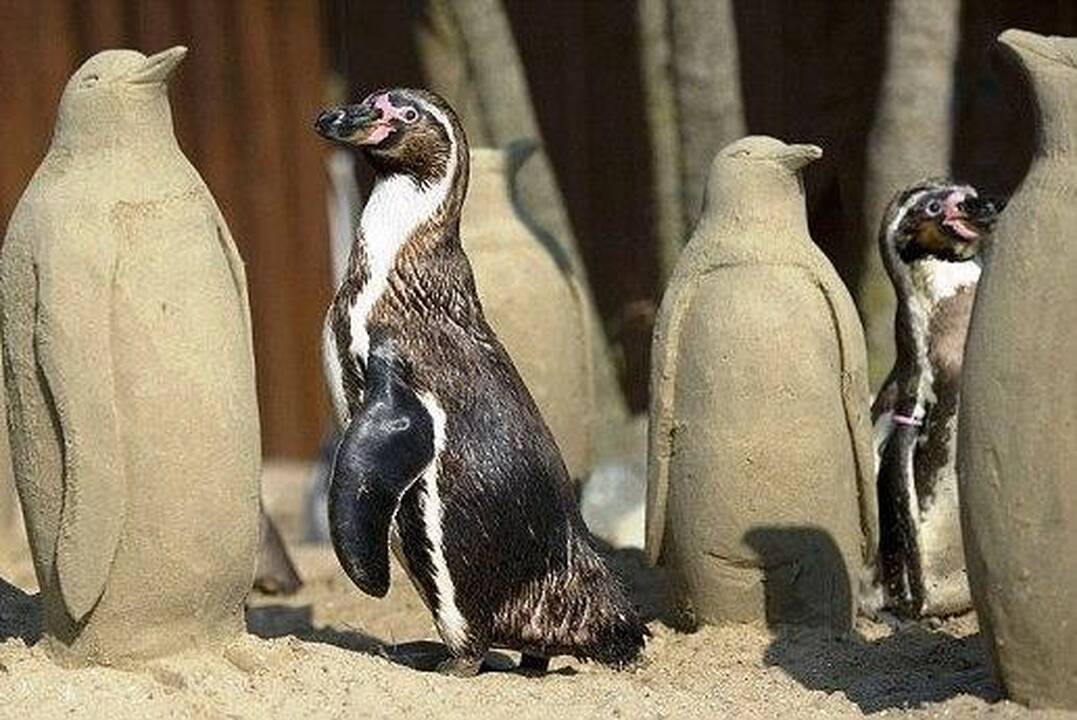 Jūros muziejuje smėlio skulptūros gelbėja pingvinus nuo vienatvės