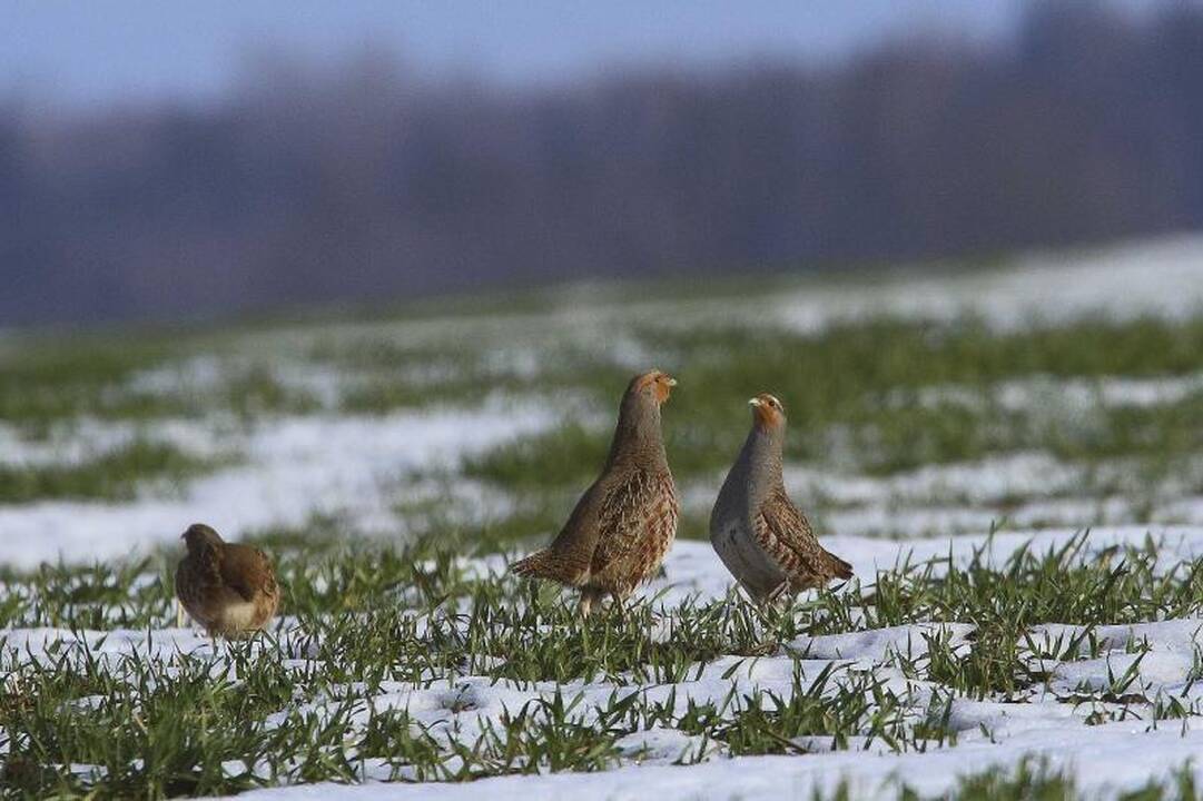 Pavojaus varpai: kur dingo Lietuvos kurapkos?