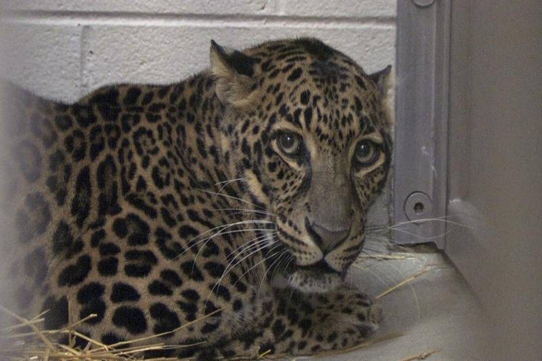 Nepale leopardas sudraskė mažametį, tai trečioji jo auka