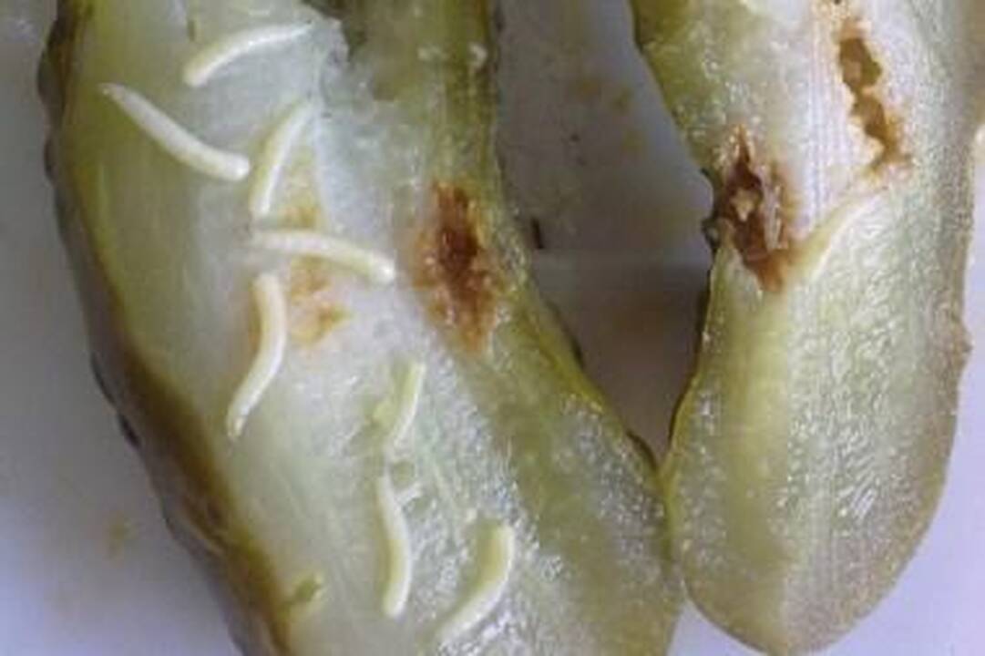 Agurkai “Optima linija” vartotojus verčia žiaugčioti