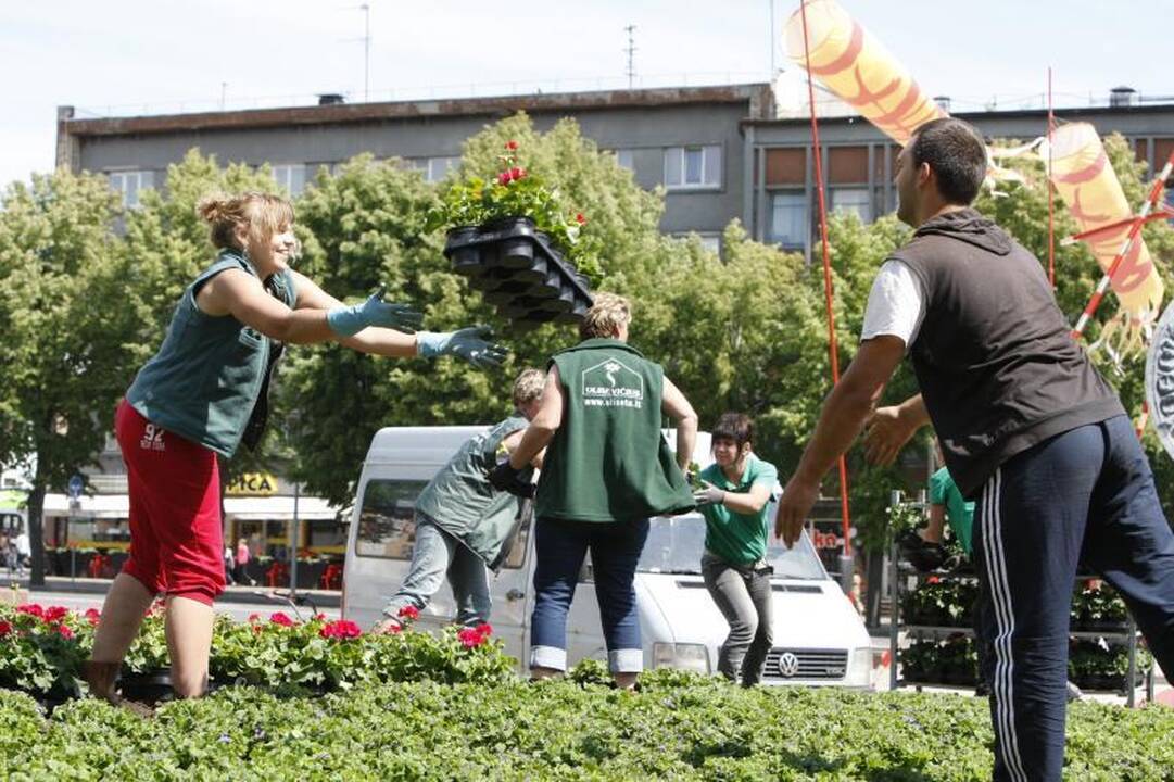 Klaipėdos gėlynuose akį traukia nauji žiedai