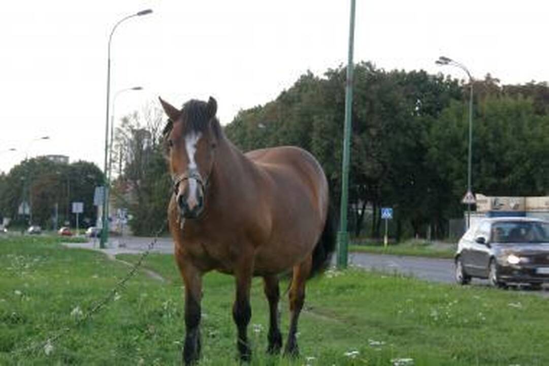 Arkliai Klaipėdoje – ne miražas