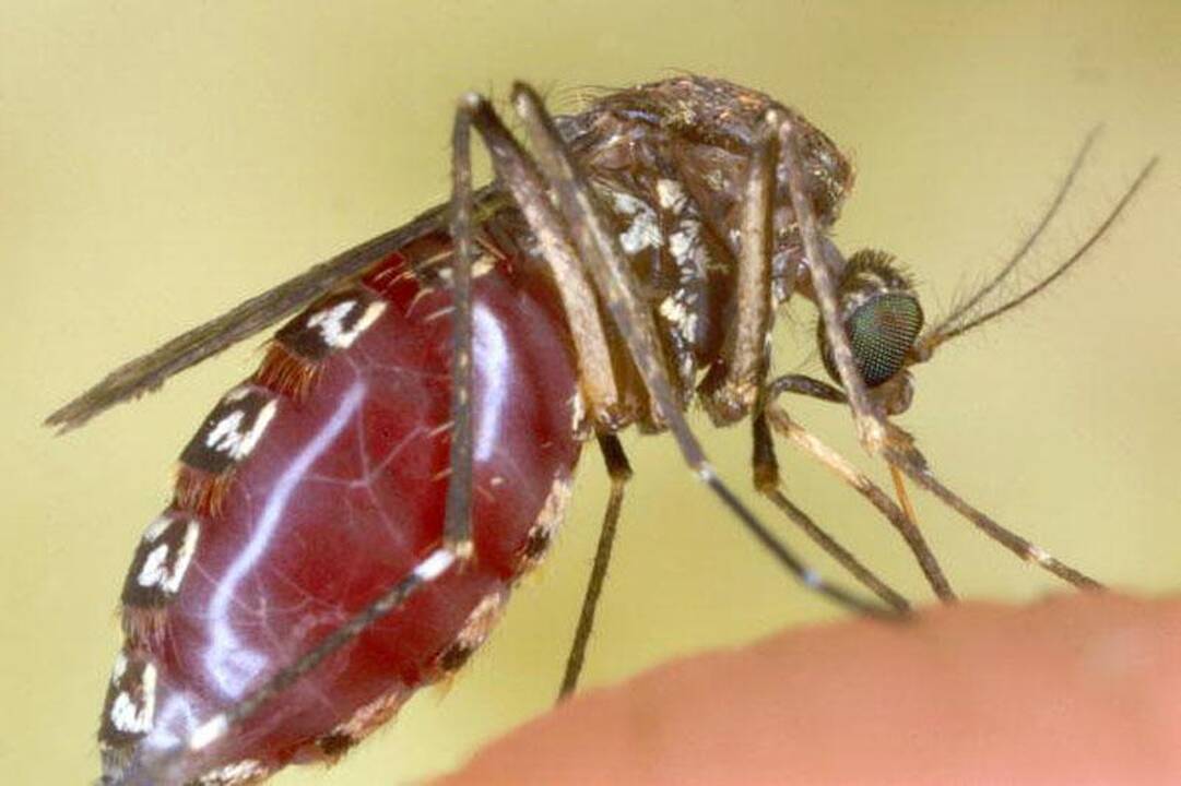 Gamtos išdaigos: 5 baisiausi gamtos kūriniai (I dalis)
