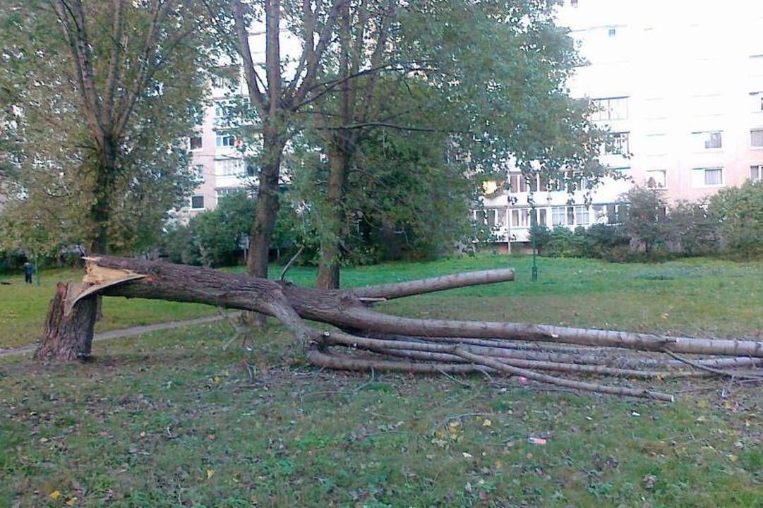 Nulūžęs medis ir atsakingų tarnybų vangumas siutina gyventojus