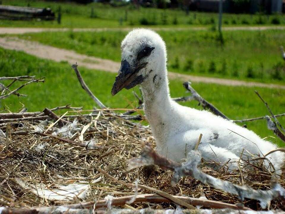 Išskrendantys gandrai praneša apie artėjantį rudenį