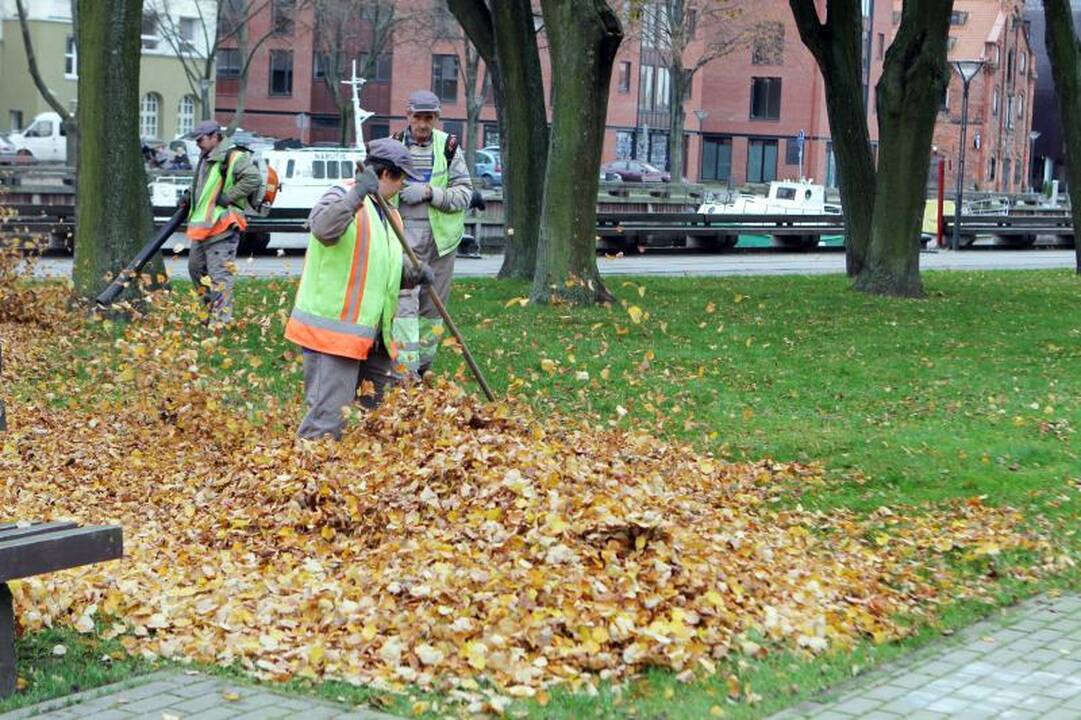 Medžių lapus uostamiesčio parkuose paliks supūti