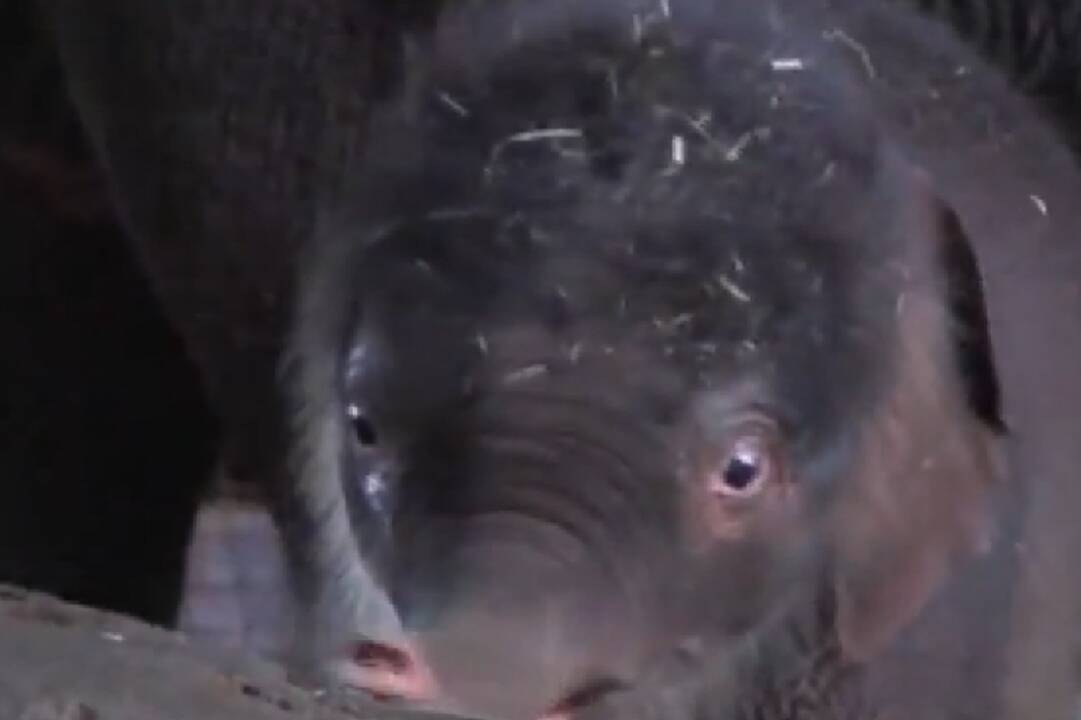 Zoologijos sodo žvaigždė - mažasis drambliukas 