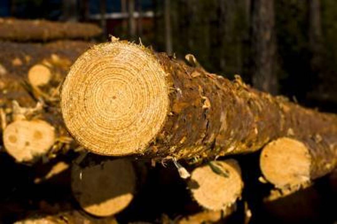 Medienos perdirbėjai skaičiuoja užsakymų augimą 