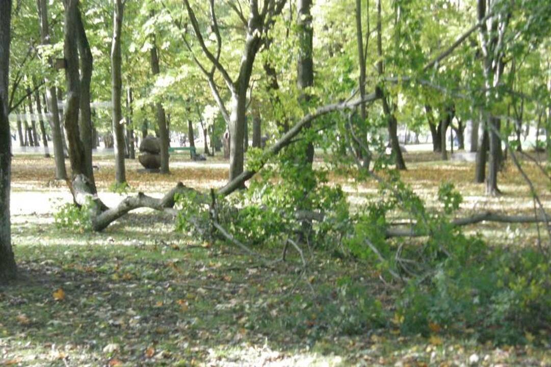 Apdraskytų Skulptūrų parko medžių šakos vis dar parke