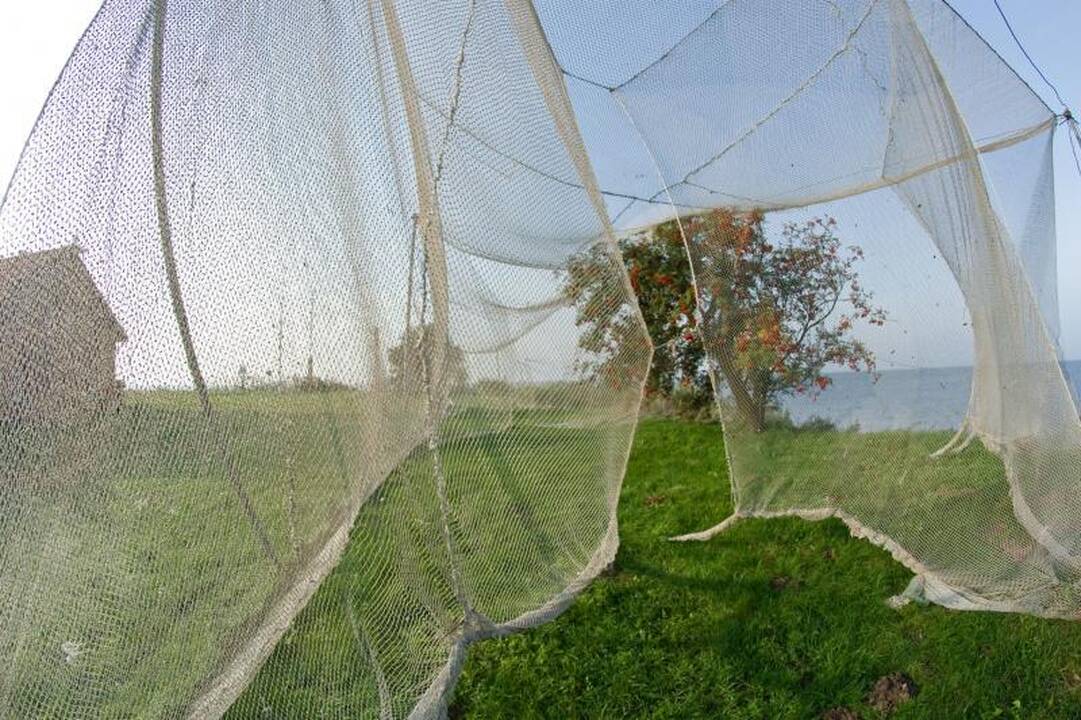 Paukščių gaudyklės Ventės rage jau iškeltos 