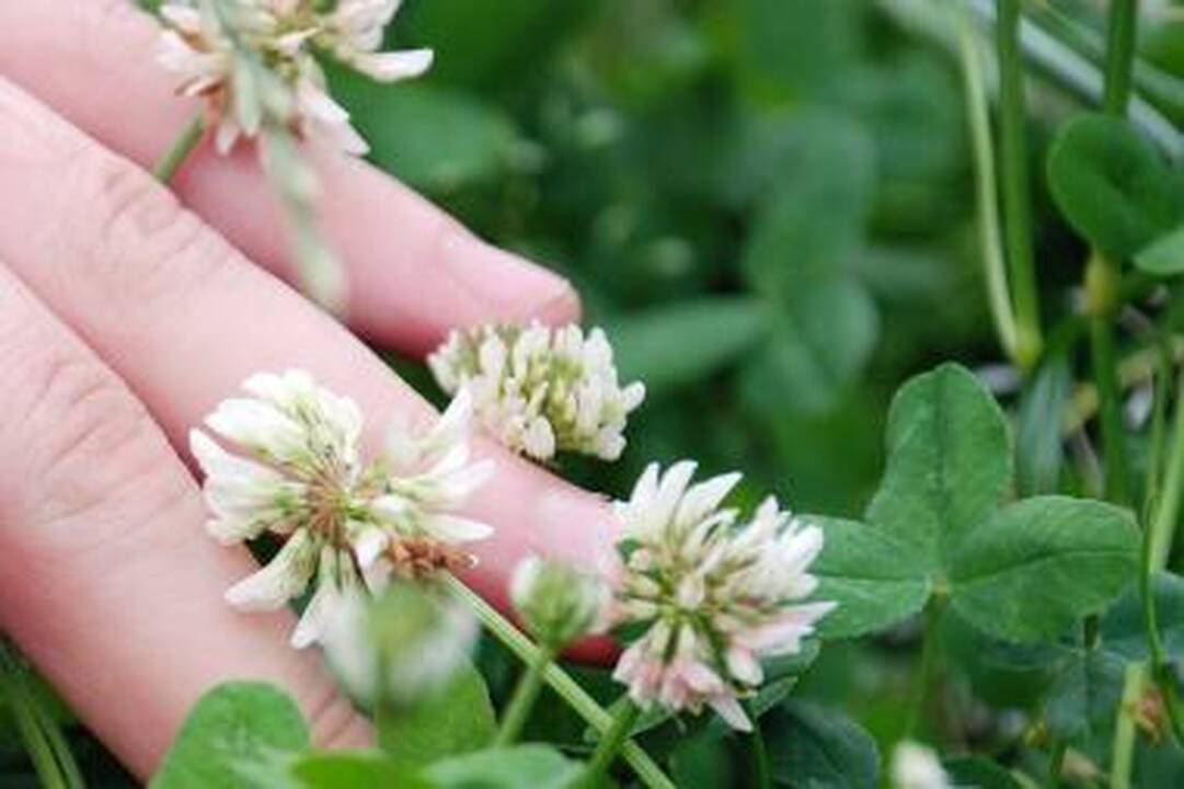 Raudonieji dobilai gali pagelbėti vyresnėms moterims