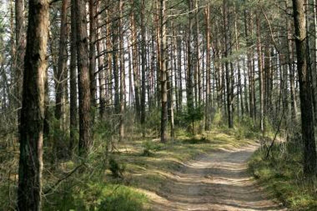 Miškų urėdai bus skiriami 5 metų kadencijai