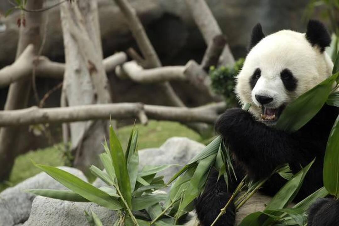 Ar pandos išmatos gali išspręsti biokuro problemas?