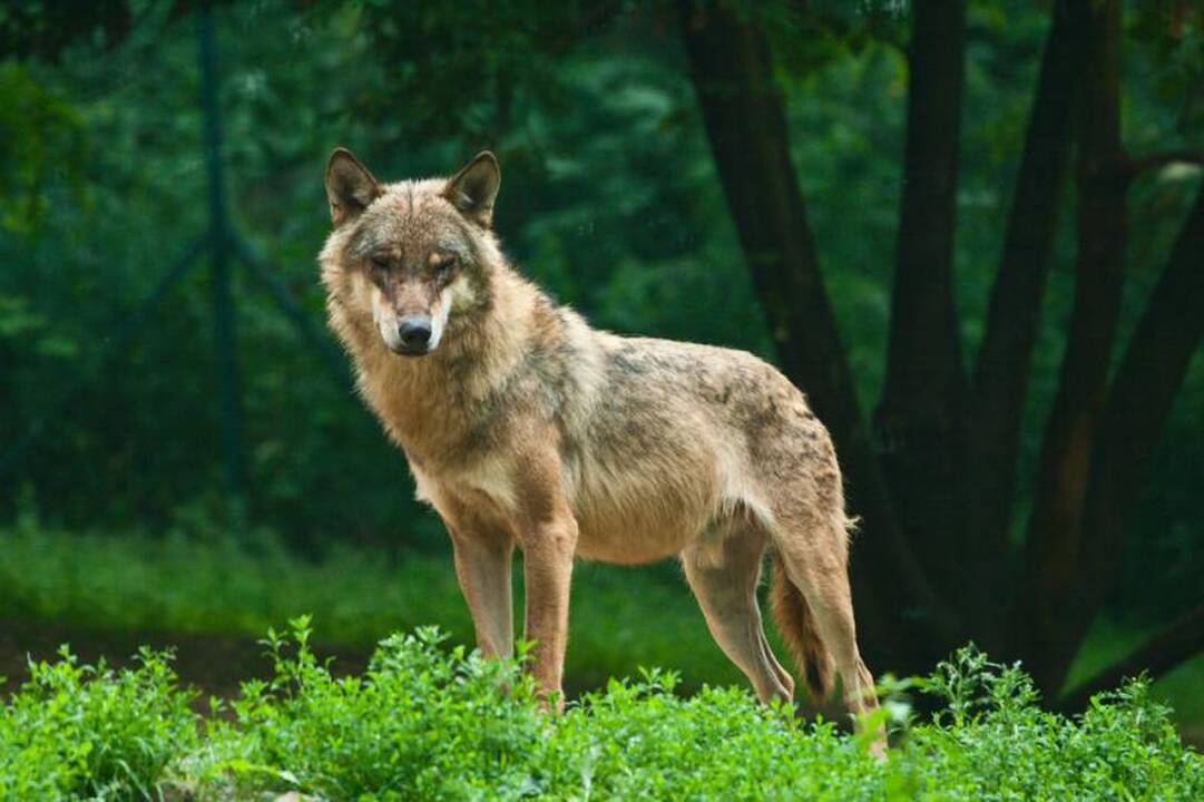 Vilkų apskaita: kiek kainavo, kam to reikėjo ir kas toliau?