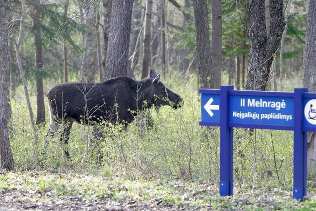 Specialistai: su briedžiais mieste reikia susigyventi