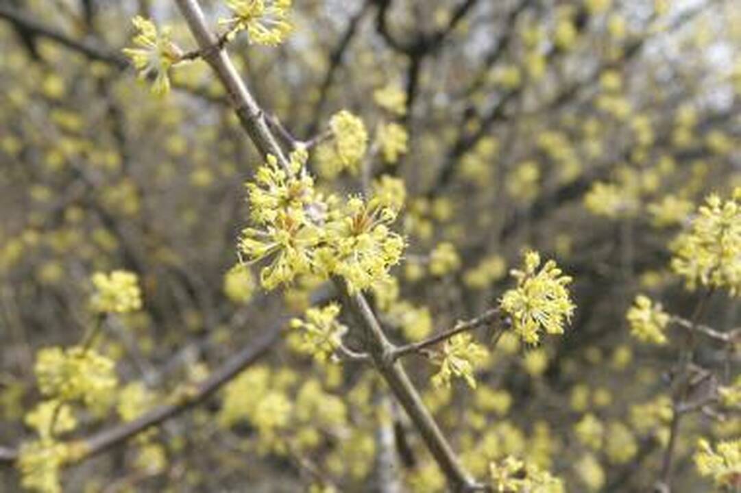 Botanikos sode pražydusi sedula įtvirtino pavasarį