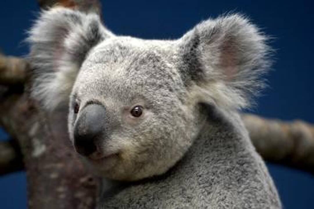 Ką dovanoti per Kalėdas? Koalą!