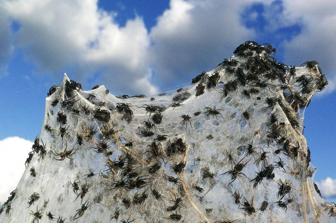 Gamtos išdaigos. 5 baisiausi gamtos kūriniai (II dalis)