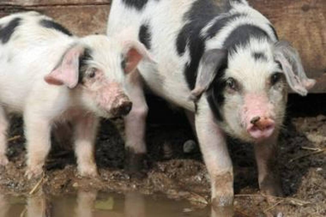 Kiaulių gripas: žmogus užkrėtė kiaulę?
