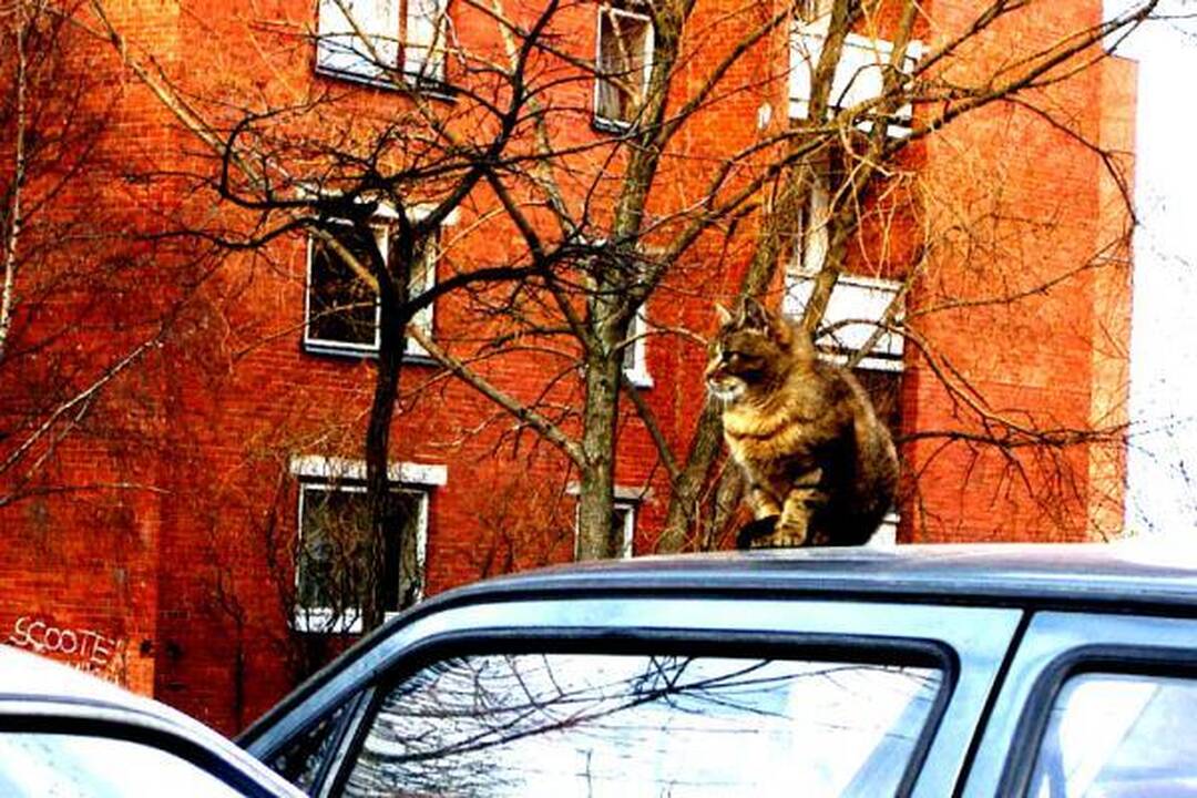 Katinai šilumos ieško po ratais
