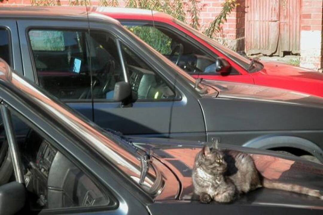 Katinai šilumos ieško po ratais