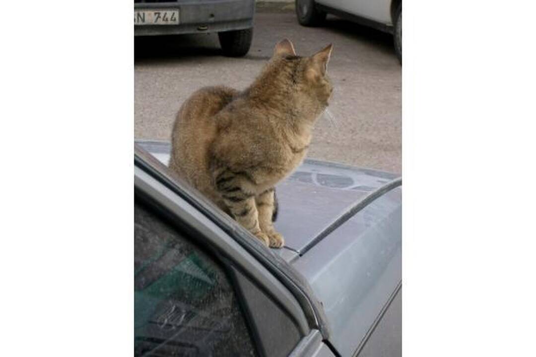 Katinai šilumos ieško po ratais