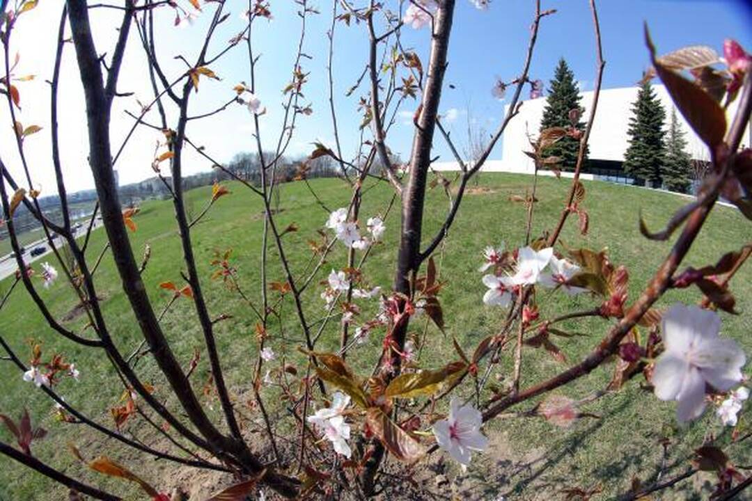 Naujosios Vilniaus sakuros pasipuošė žiedais
