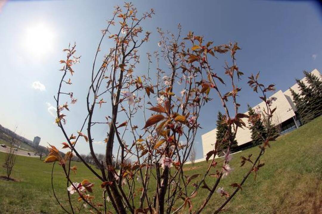 Naujosios Vilniaus sakuros pasipuošė žiedais