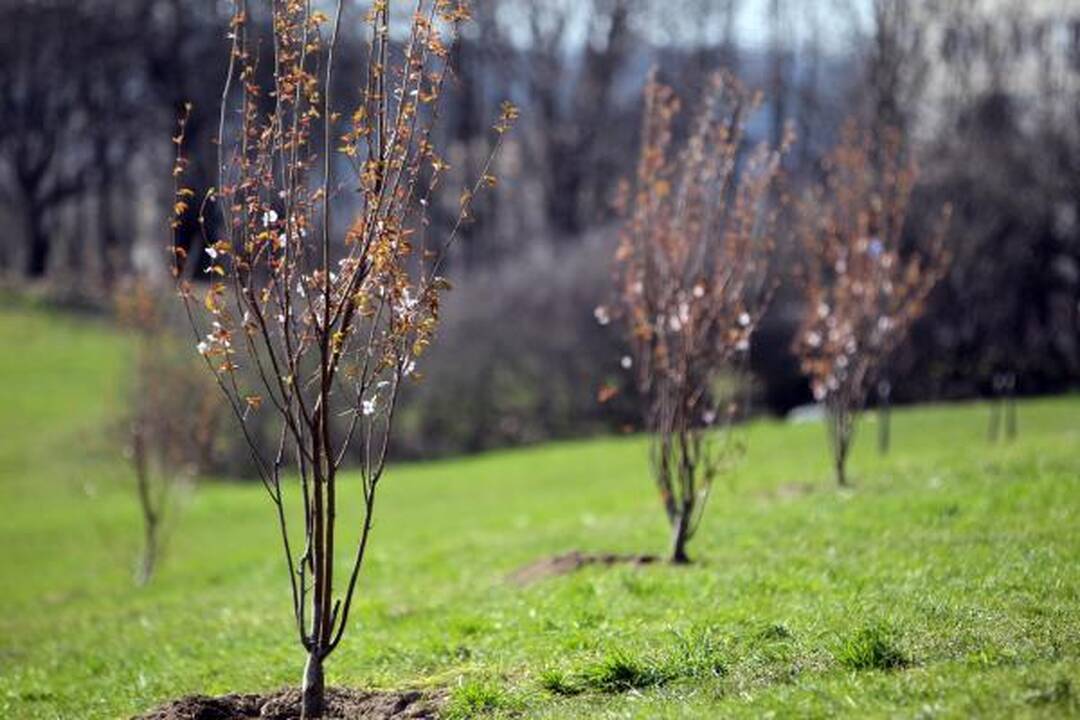 Naujosios Vilniaus sakuros pasipuošė žiedais