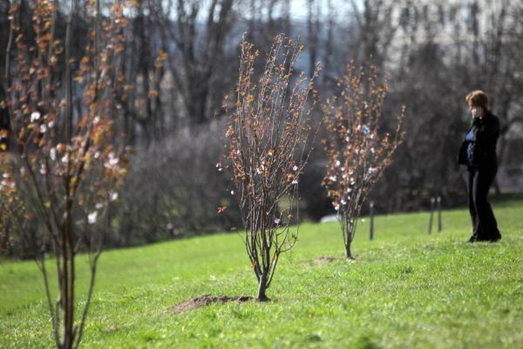 Naujosios Vilniaus sakuros pasipuošė žiedais
