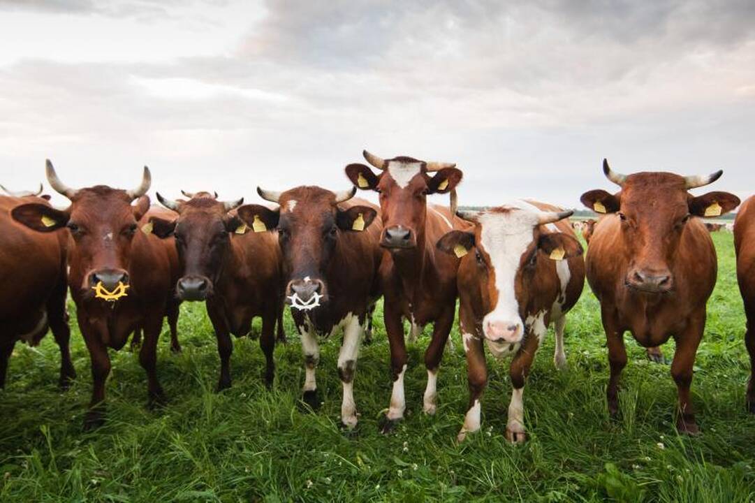 Veterinarai ragina pasirūpinti gyvūnais per karščius