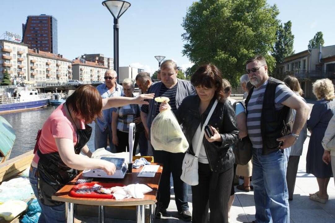 Klaipėdiečiai graibstė menkes