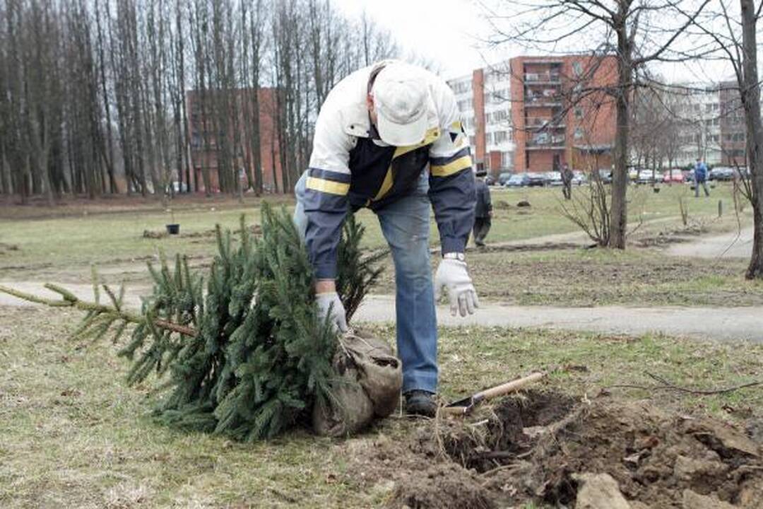 Klaipėdiečiai mieste pasodino medelių