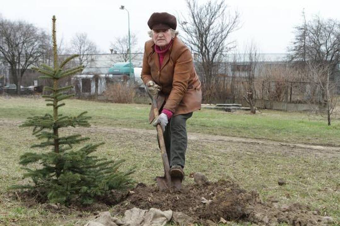 Klaipėdiečiai mieste pasodino medelių