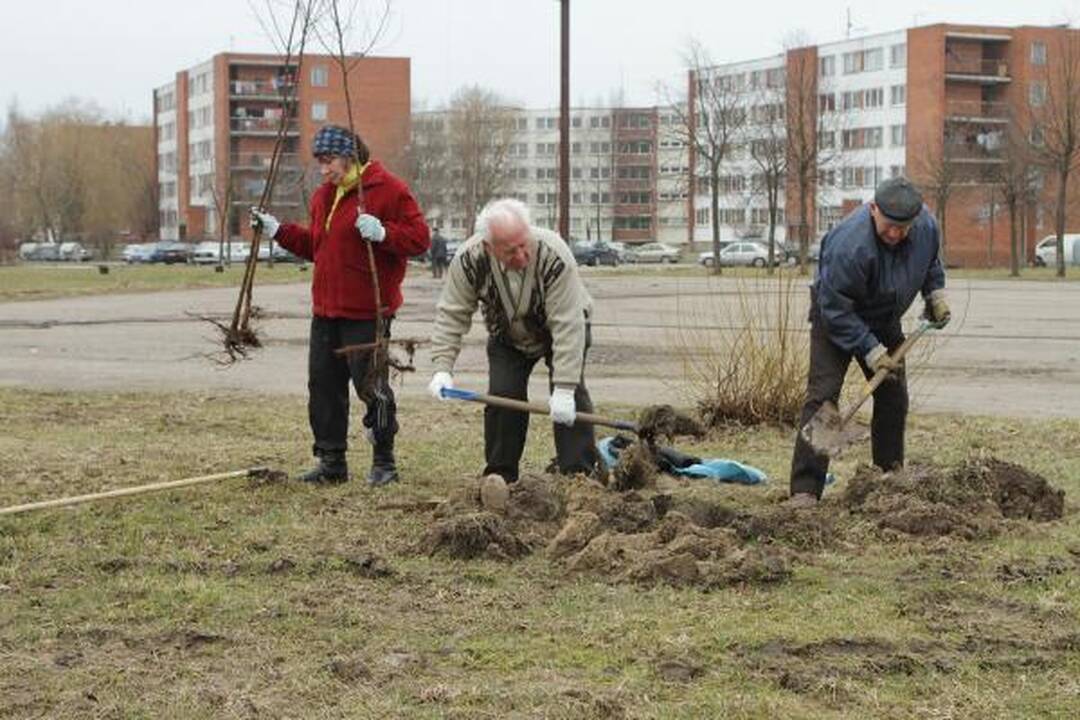 Klaipėdiečiai mieste pasodino medelių