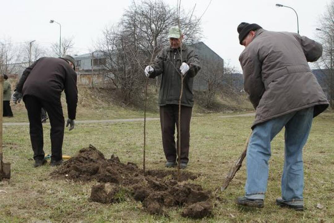 Klaipėdiečiai mieste pasodino medelių