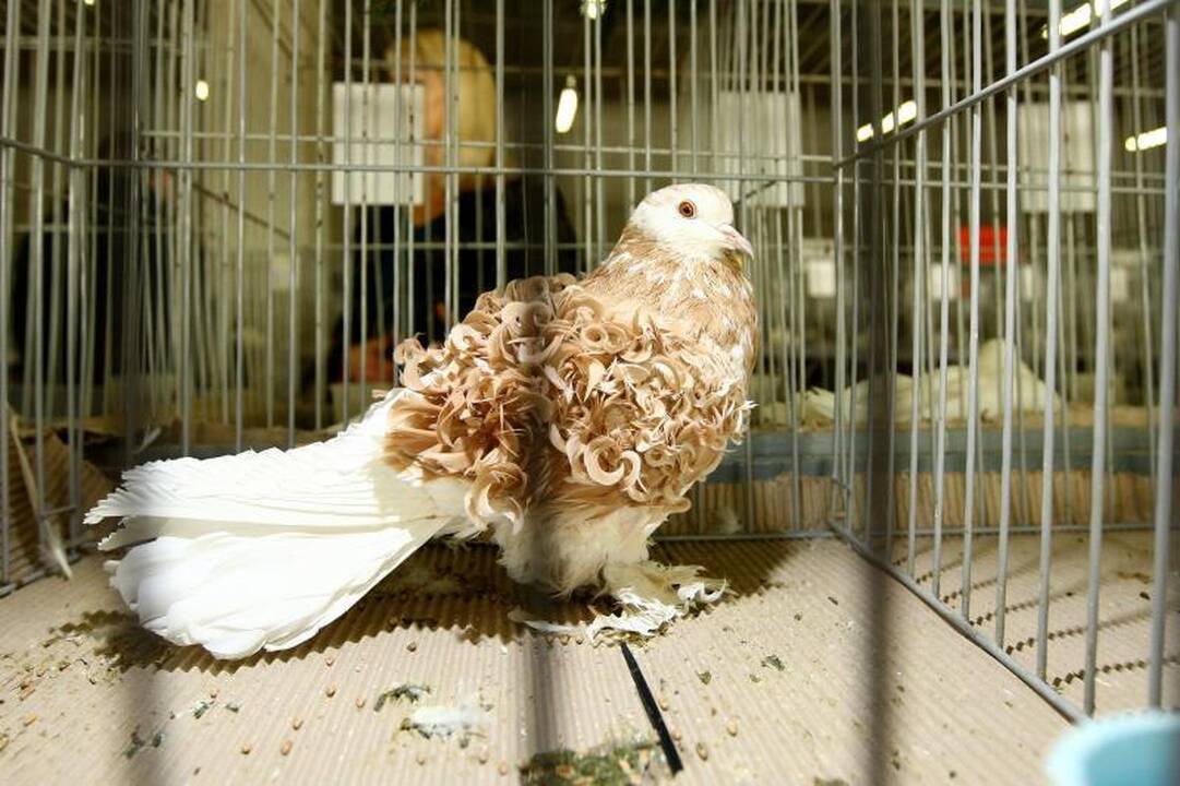 Kaune surengta įspūdinga balandžių paroda