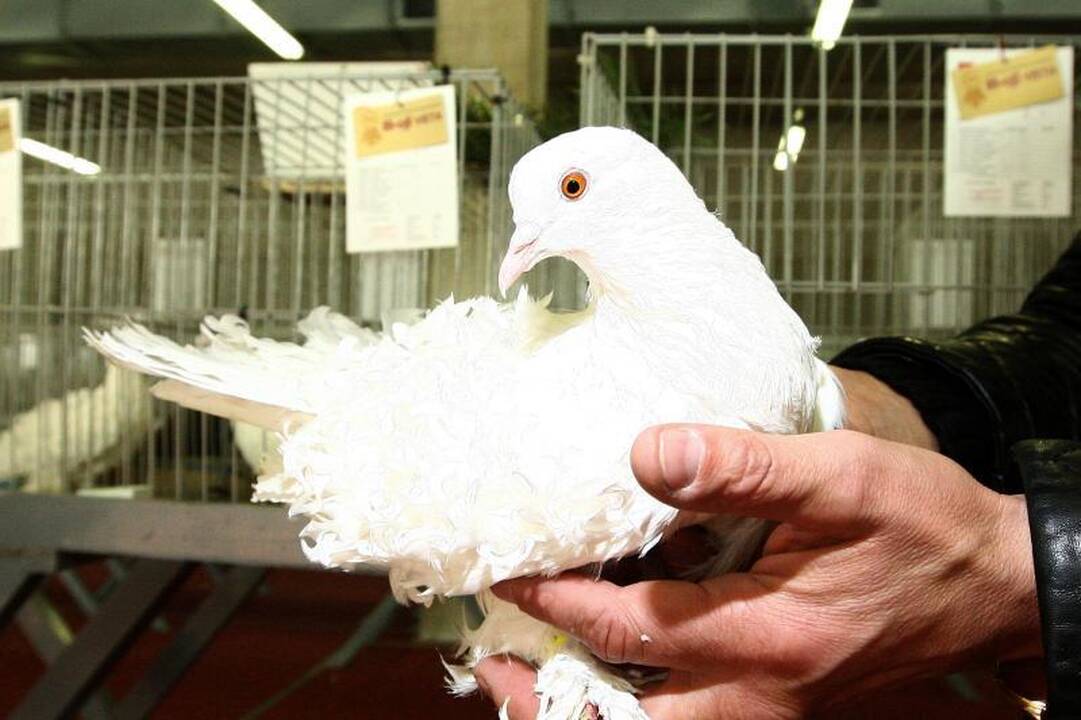 Kaune surengta įspūdinga balandžių paroda