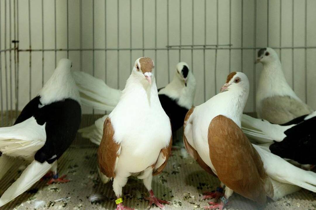 Kaune surengta įspūdinga balandžių paroda