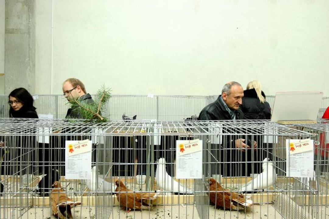 Kaune surengta įspūdinga balandžių paroda
