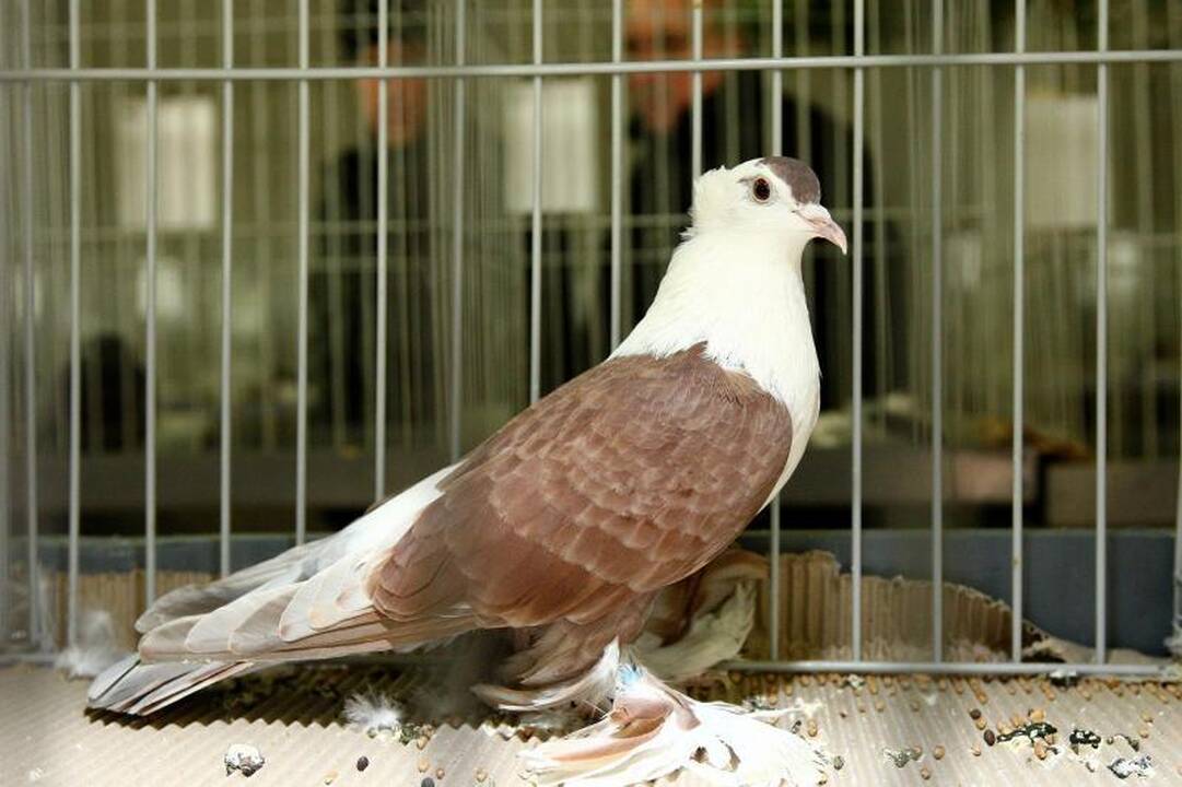 Kaune surengta įspūdinga balandžių paroda