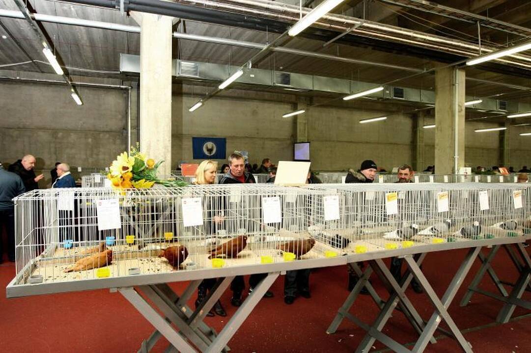 Kaune surengta įspūdinga balandžių paroda