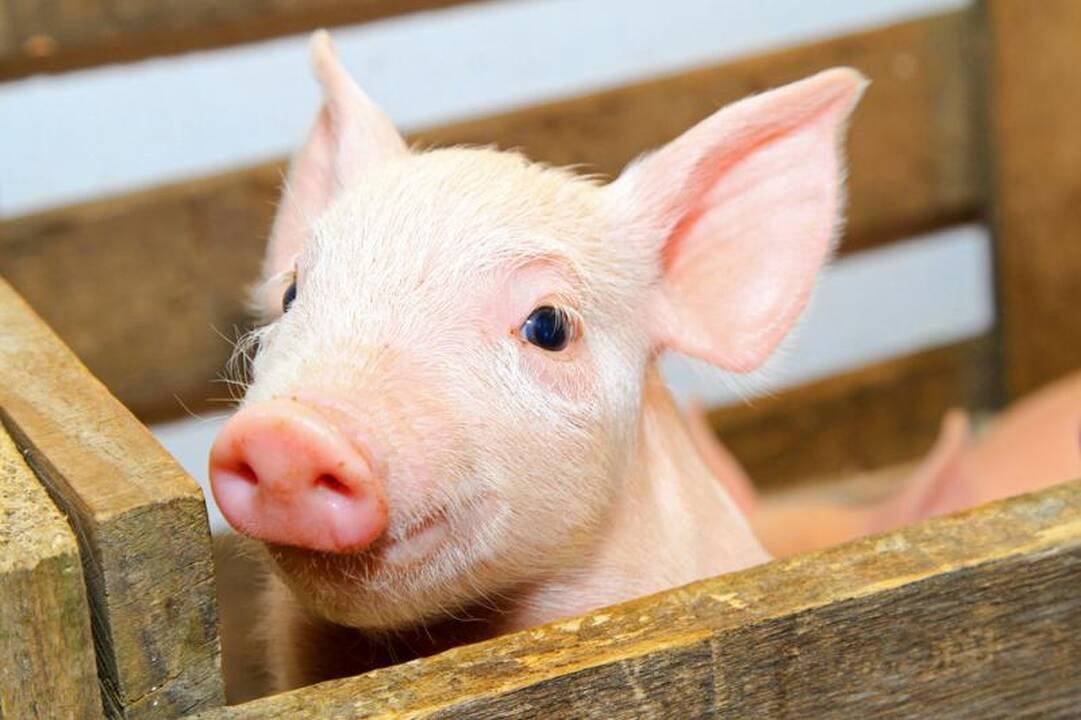Prokurorai tirs, ar kiaulės Jonavos r. maru užkrėstos tyčia