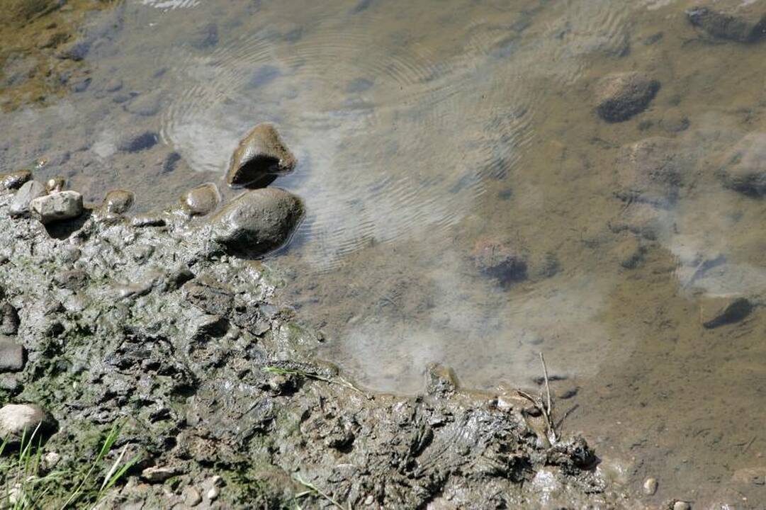 Gyventojai skambina pavojaus varpais: gelbėkite Jiesios upę 