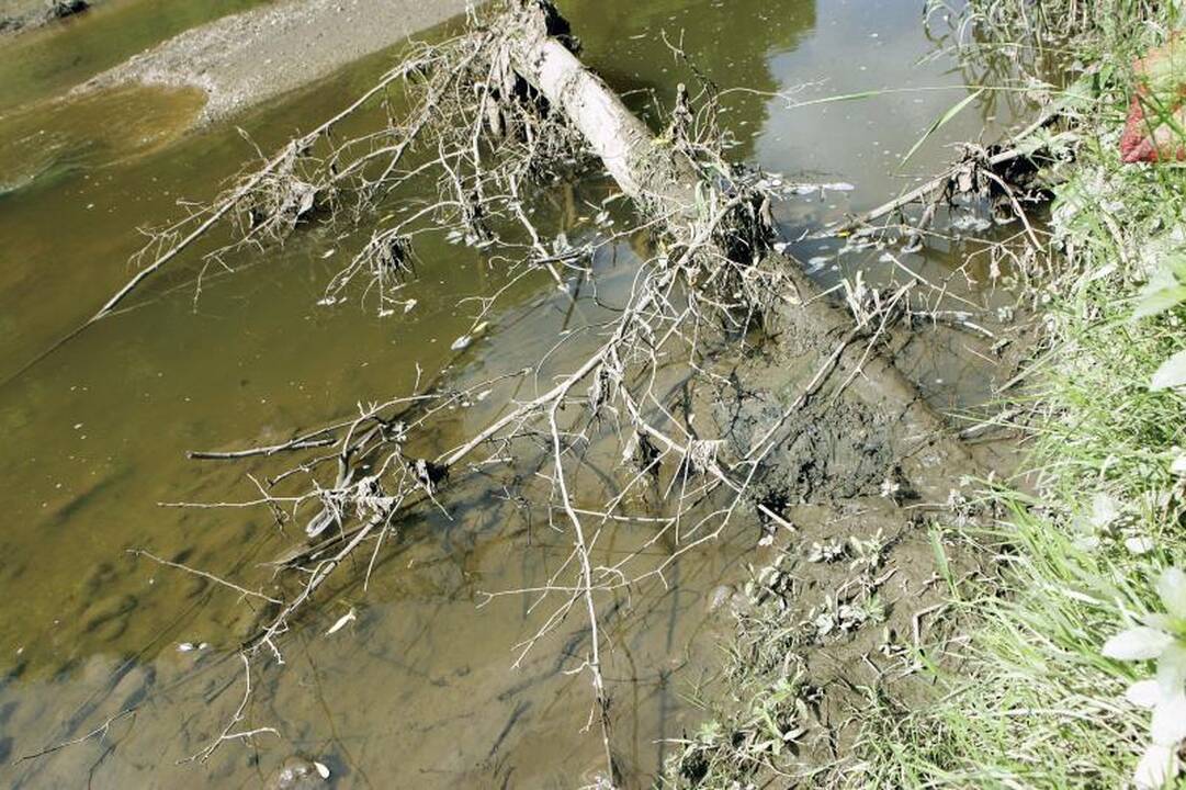 Gyventojai skambina pavojaus varpais: gelbėkite Jiesios upę 