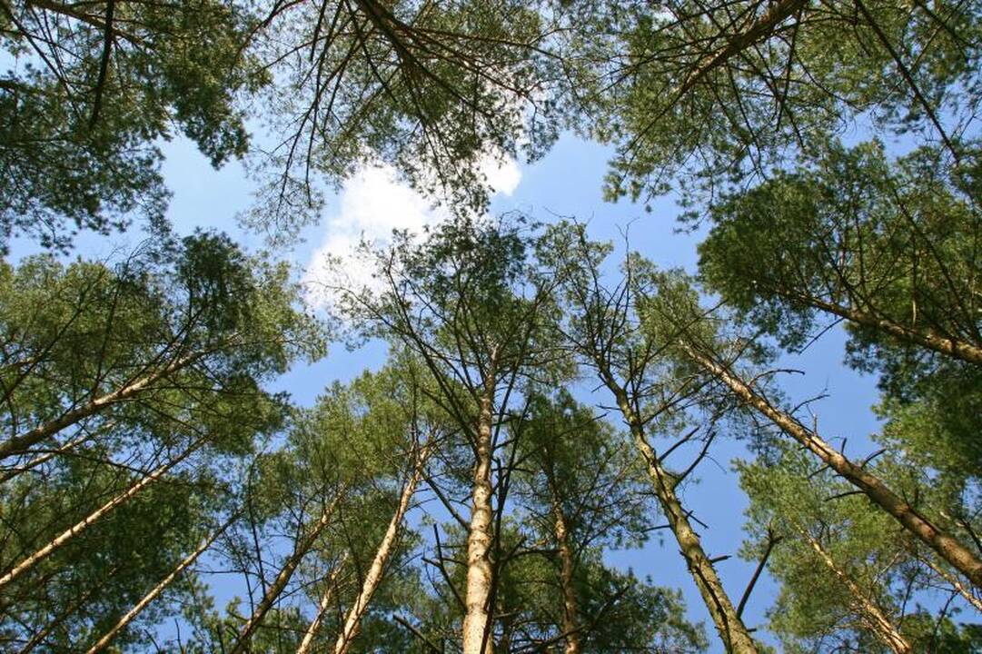 Nauja miškų pardavimo tvarka atveria piktnaudžiavimo galimybes