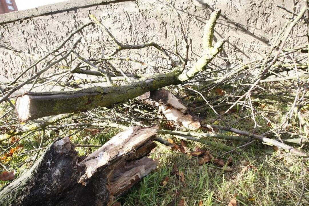 Apklausa: kaip klaipėdiečiai ruošiasi artėjančiam štormui? (foto)