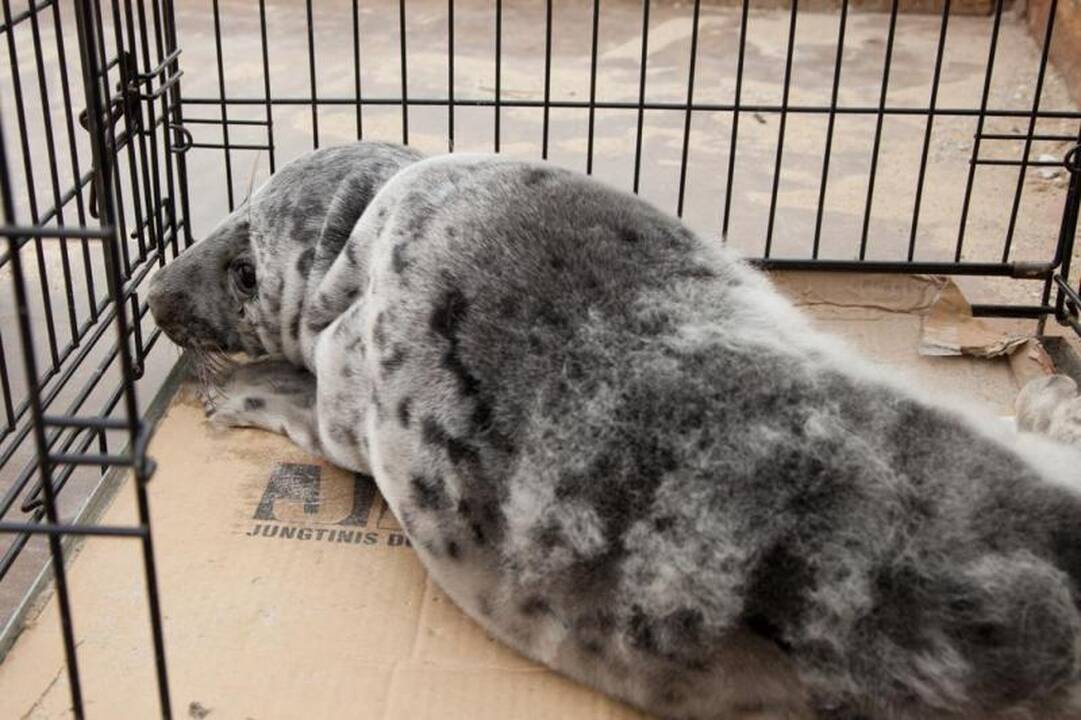 Ruoniuko Velykio draugiją papildė Tingė   