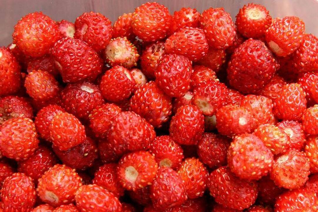 Kauno turgus jau kvepia žemuogėmis – po 6 litus už stiklinę